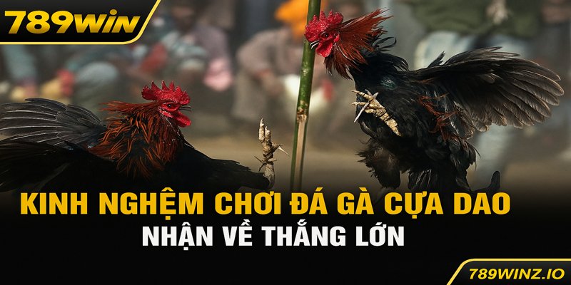 Kinh Nghiệm Chơi Đá Gà