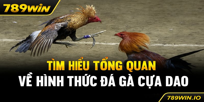 Tìm Hiểu Đá Gà Cựa Dao